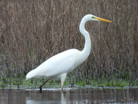 Whisby Nature Reserve